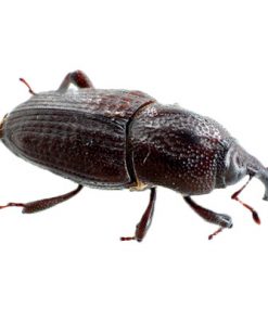 Annual Bluegrass Weevil