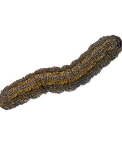 Cutworms & Armyworms