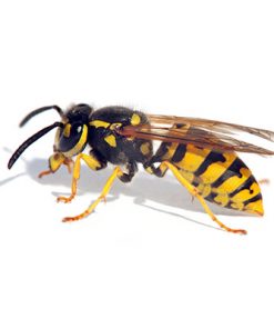 Wasps and Hornets